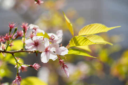 东京樱花