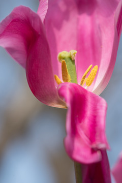 郁金香花蕊特写