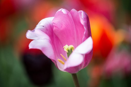 郁金香花蕊