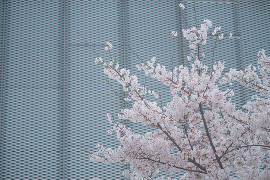 上海龙美术馆樱花季