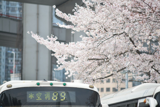 南浦大桥公交枢纽樱花季