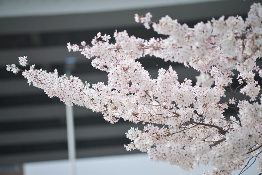 南浦大桥公交枢纽樱花季