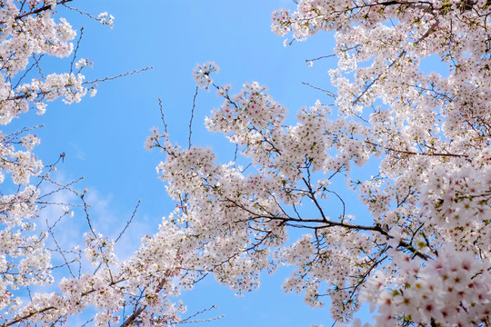 仰拍蓝天樱花