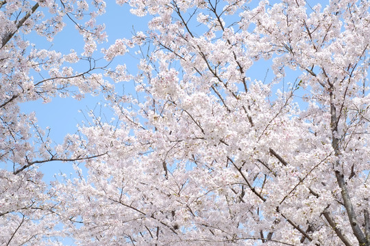 仰拍蓝天樱花