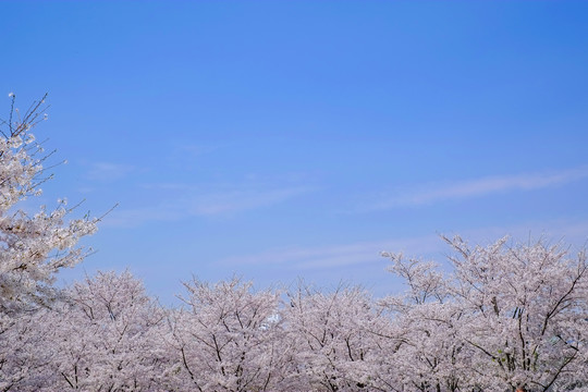 仰拍蓝天樱花