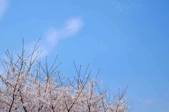 仰拍蓝天樱花