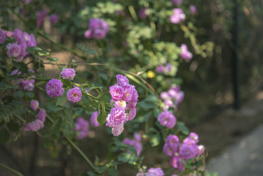 北京奥林匹克森林公园蔷薇花开