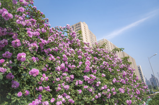 北京奥林匹克森林公园蔷薇花开