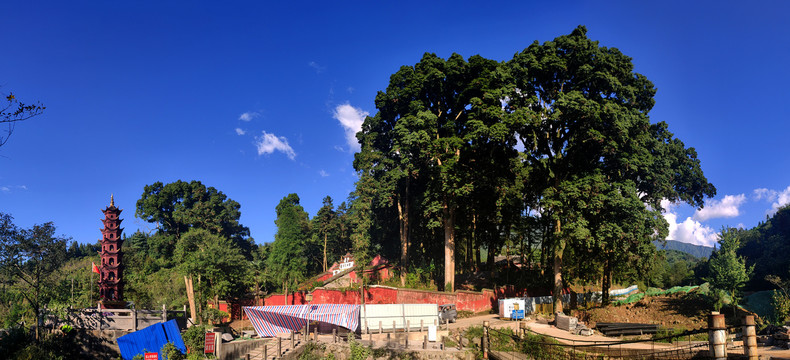 云峰寺正门外桢楠林全景