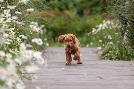 金毛宠物犬