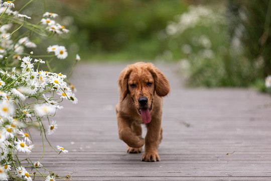 金毛宠物犬