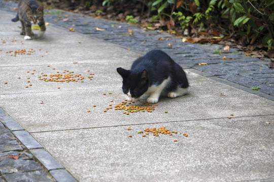 小黑猫