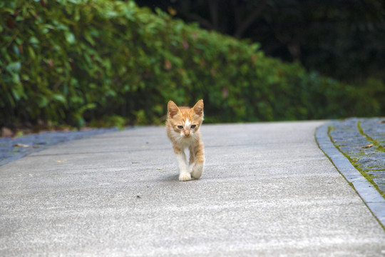 走路的小猫