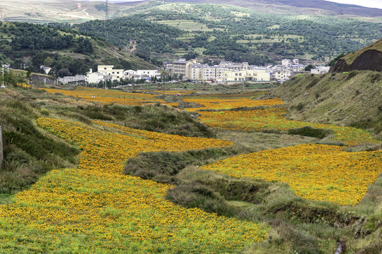 大山包花海