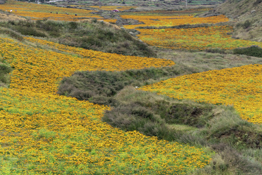 大山包花海