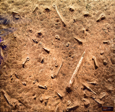 喇叭角石化石
