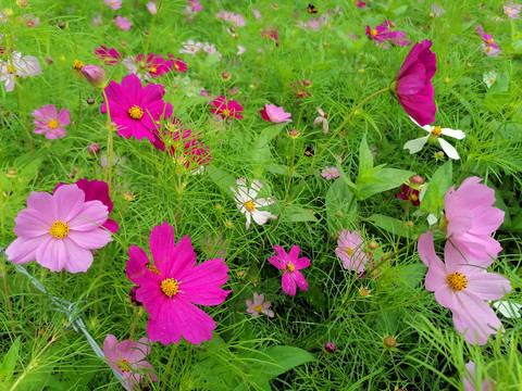 波斯菊花海