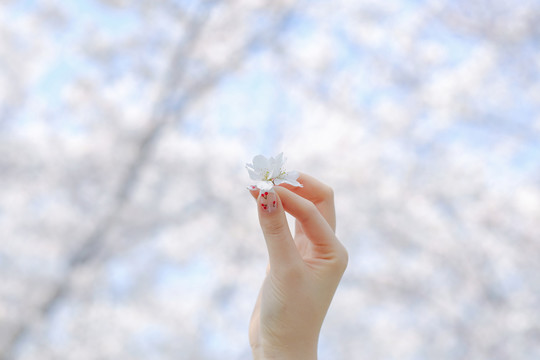 手拿樱花特写