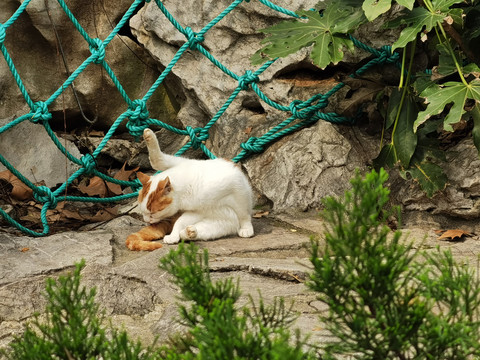 一只流浪猫