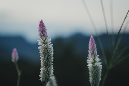 野草杂草