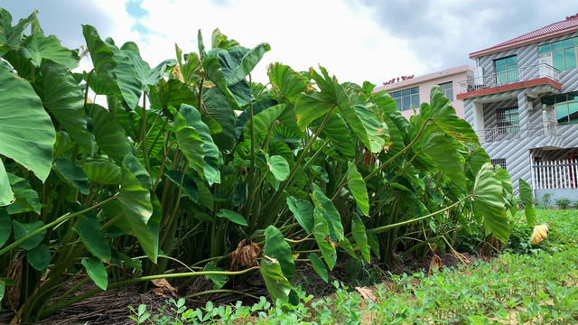 实拍菜园里的芋头苗