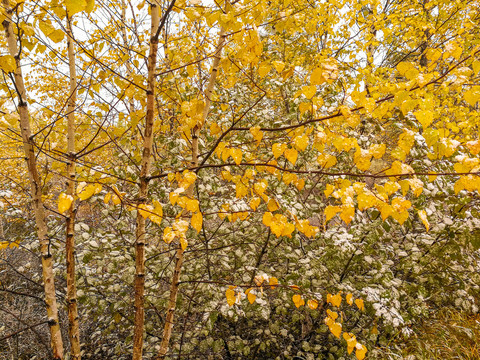 秋季白桦树下雪