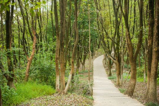 林间小路