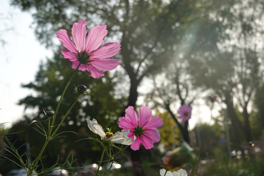 格桑花