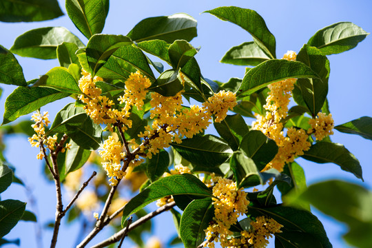 桂花