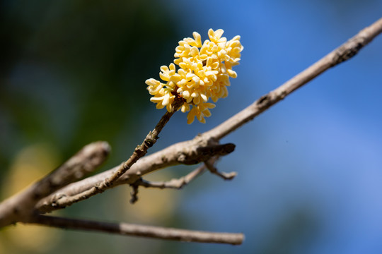 桂花