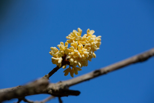 桂花枝