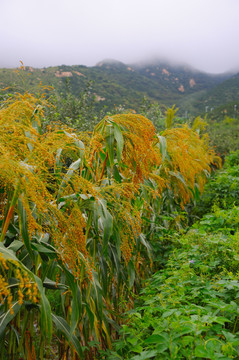 高粱地