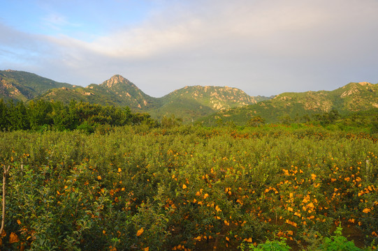 山地苹果园