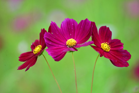 格桑花