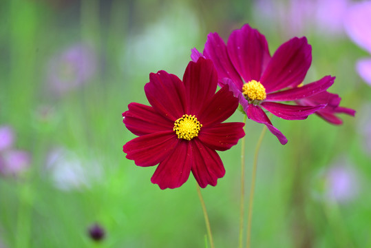 格桑花