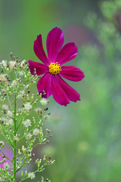 格桑花