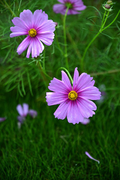 格桑花