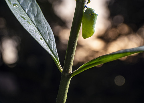 昆虫卵