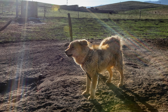 甘南桑科草原犬