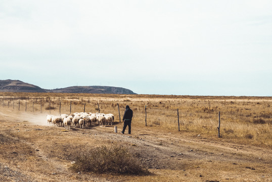 草原上的放羊人