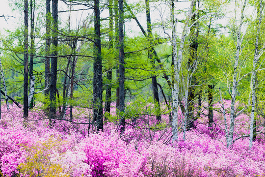 春季森林落叶松白桦树杜鹃花