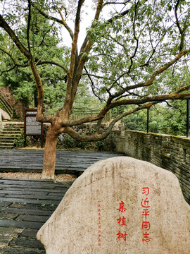 福建光泽樟树