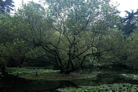 小岛草坪树枝