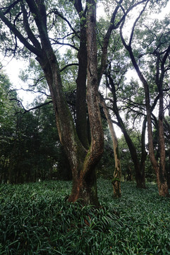 树木树林