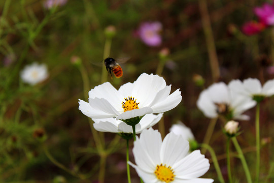 花朵与蜜蜂