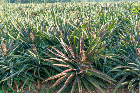 海南热带菠萝种植基地