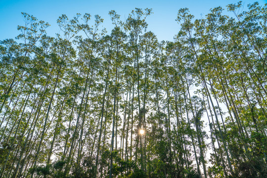 郊外的早晨