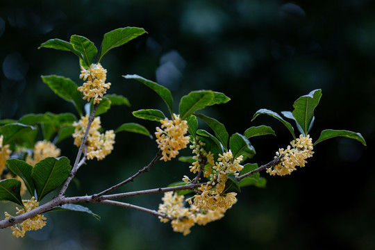 桂花枝