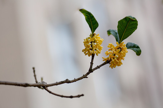 桂花枝