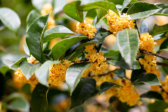 桂花枝